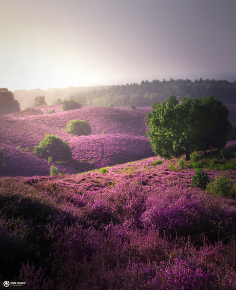 Purple path