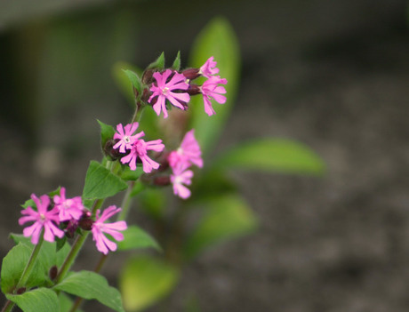 natuurschoon