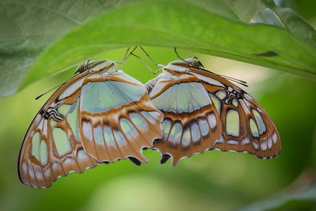 2 Vlinders in Blijdorp Amazonica