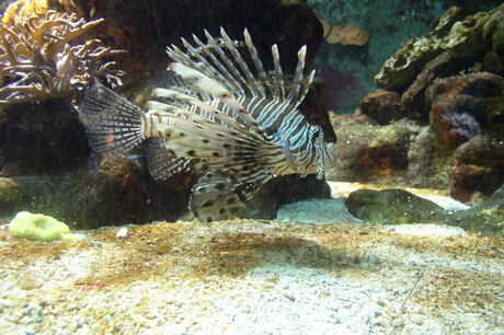 aquarium dierentuin Basel