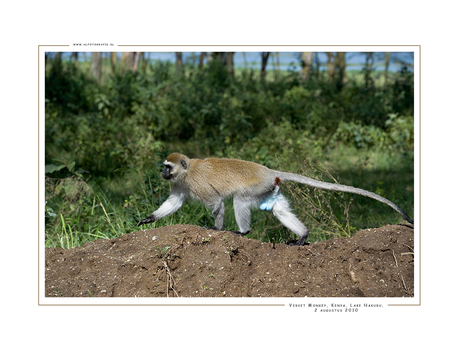 Vervet monkey, Kenia