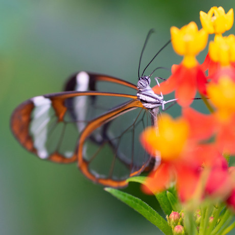 Botanic Garden Butterfly