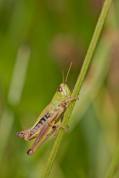 Groen als gras