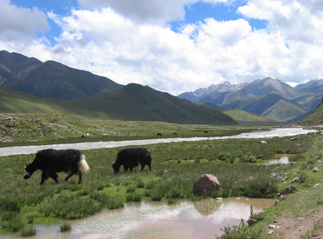 Grazende Yaks