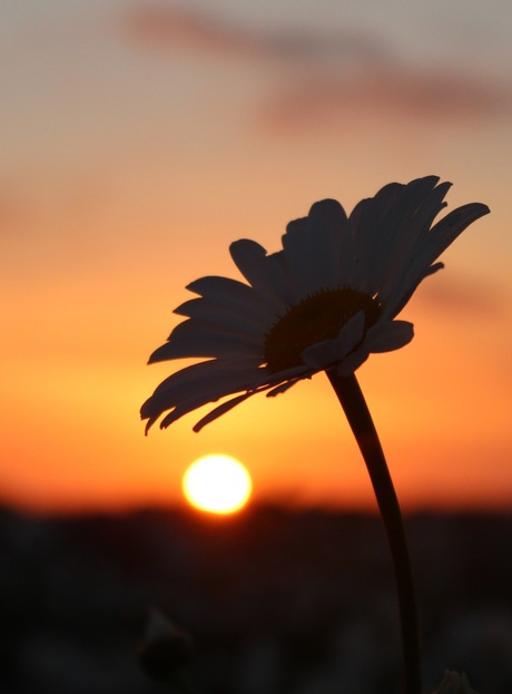 Margrietje in het avondlicht