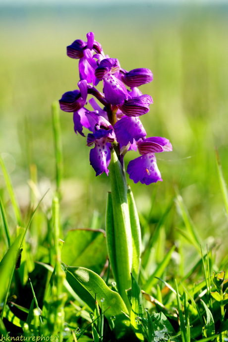 Harlekijnorchis ( Anacamptis morio )