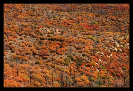 herfstkleuren