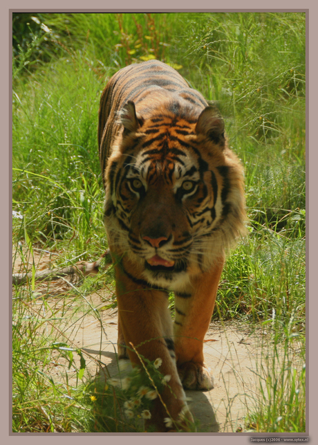 Sumatraanse Tijger