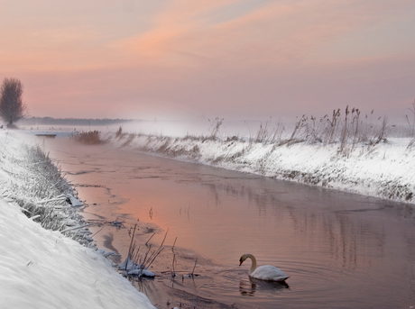 Landscape, Swan Nature