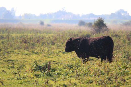 Galloways rund in natuuregebied de Blauwe Kamer