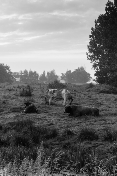koeien in de mist