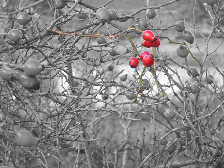 Meerdere wegen die naar Rome leiden