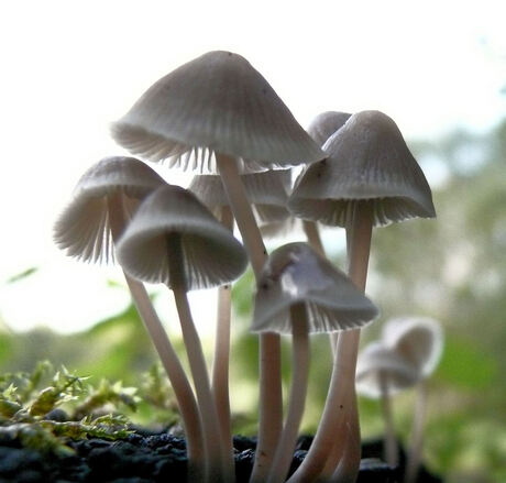 In het paddenstoelenbos