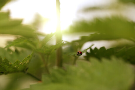 Lady bug.