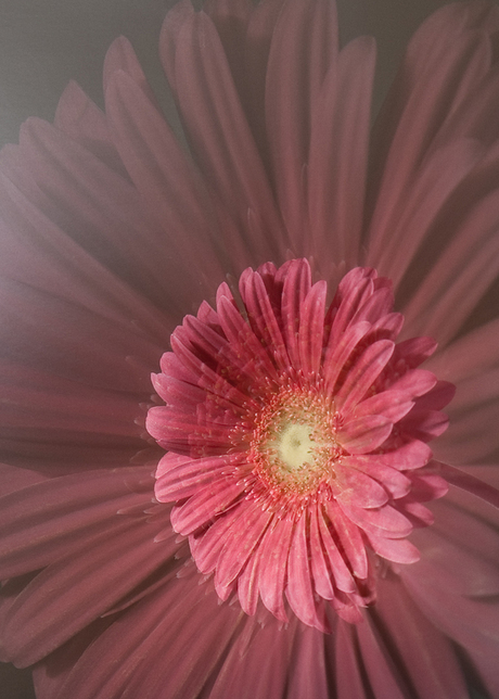 Gerbera Extra