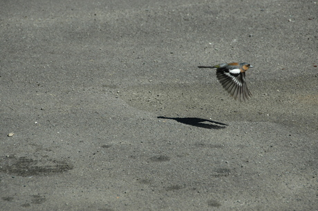 goudvinkje met schaduw