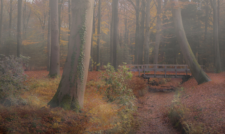 Foggy Morning.