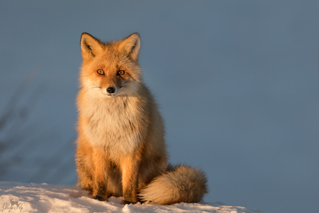Sunset fox