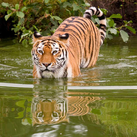 Tijger in het water