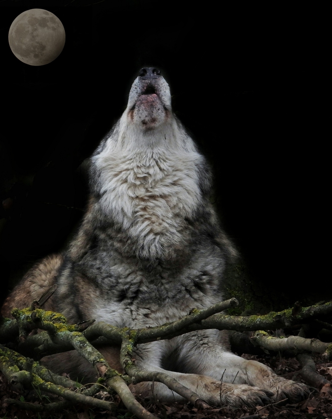 exotisch stuiten op Inspecteur Huilen naar de maan - foto van Filo - Natuur - Zoom.nl