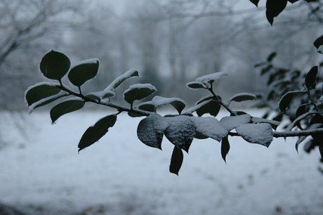 Uitsneeuwende mist