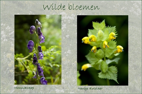 Wilde bloemen 14