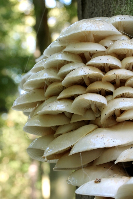 In het bos