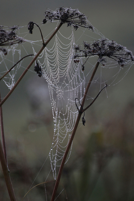 Mist in spinnenweb.