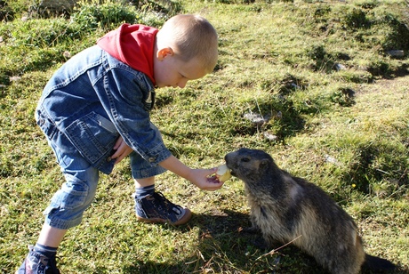 een marmot voeren