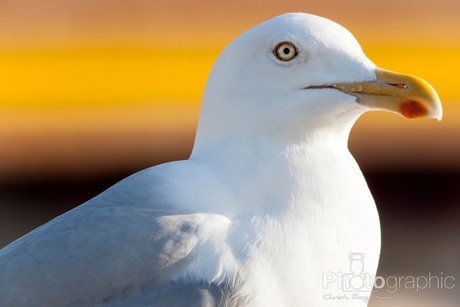 Seagull