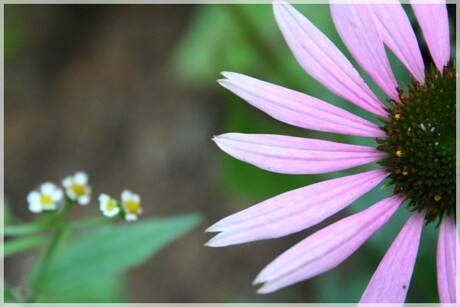 purple flower