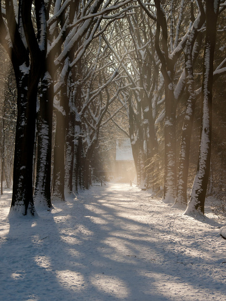 Snow-trees-sunlight.jpg