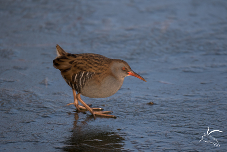 Waterral op het ijs