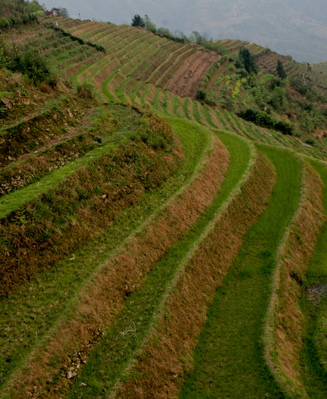 Chinese traveling fields