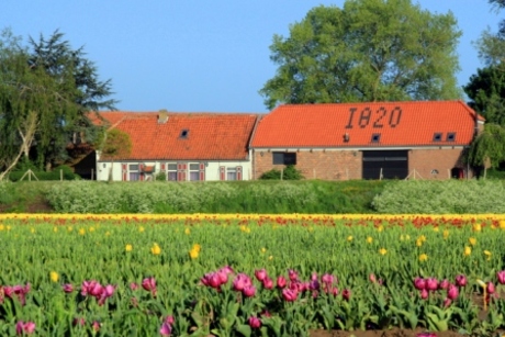 De tulp. Sinds 1820.