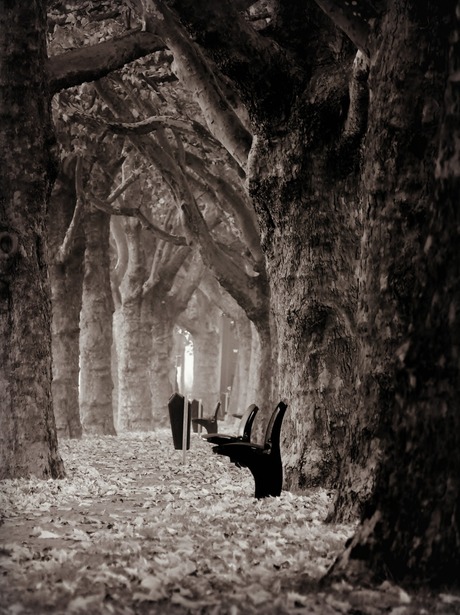 benches & branches