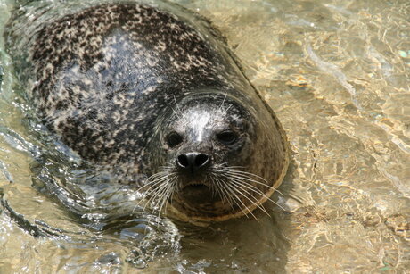 zeehond