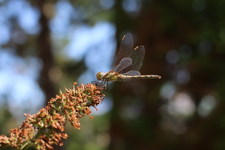 Dwarse dragonfly