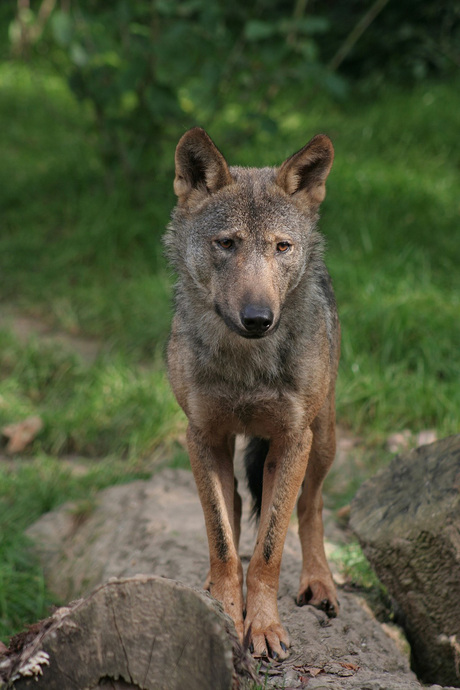 Wolfje bewerkt