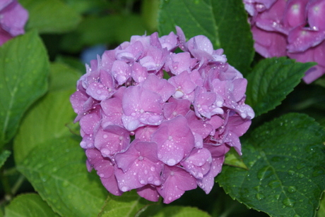 Hortensia met druppels