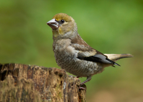 appelvink