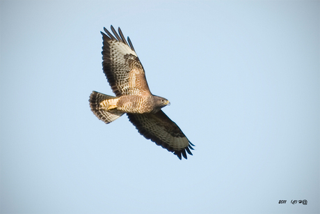 Buizerd