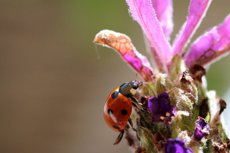 Lieveheersbeestje op lavendel 3