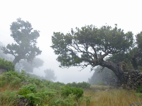 Boom in de mist