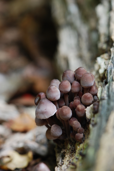 herfst2013 paddenstoel2.