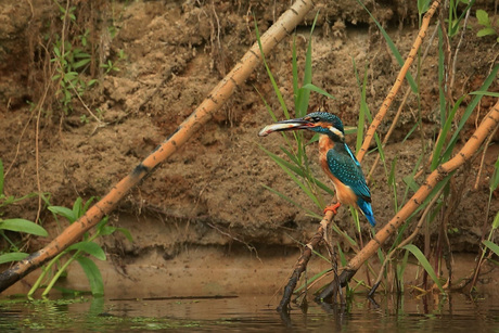 ijsvogel