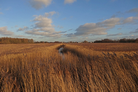 het riet landschap