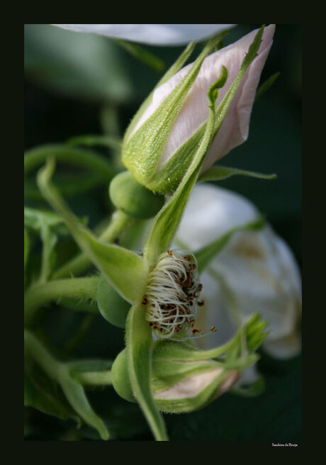 Uitgebloeid in knop