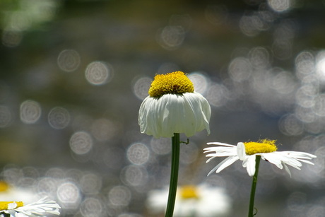 Margriet