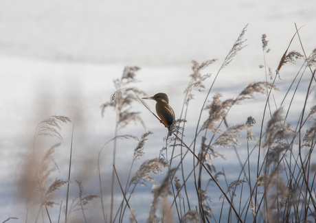 IJsvogel